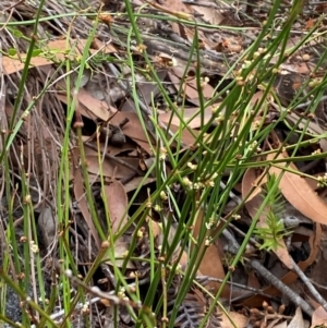 Amperea xiphoclada var. xiphoclada at Myall Lakes National Park - 17 Dec 2023