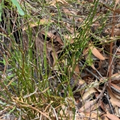 Amperea xiphoclada var. xiphoclada at Myall Lakes National Park - 17 Dec 2023