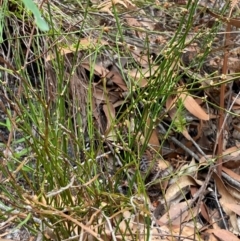 Amperea xiphoclada var. xiphoclada at Myall Lakes National Park - 17 Dec 2023 11:12 AM