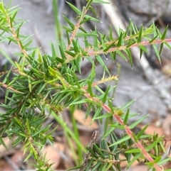 Acacia ulicifolia (Prickly Moses) at Seal Rocks, NSW - 17 Dec 2023 by Tapirlord