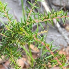 Acacia ulicifolia (Prickly Moses) at Myall Lakes National Park - 17 Dec 2023 by Tapirlord