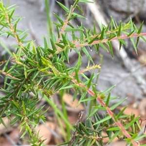 Acacia ulicifolia at Myall Lakes National Park - 17 Dec 2023