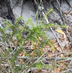 Acacia ulicifolia at Myall Lakes National Park - 17 Dec 2023