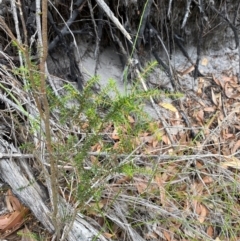 Acacia ulicifolia at Myall Lakes National Park - 17 Dec 2023