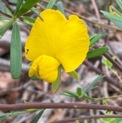 Gompholobium latifolium (Golden Glory Pea, Giant Wedge-pea) at Seal Rocks, NSW - 17 Dec 2023 by Tapirlord