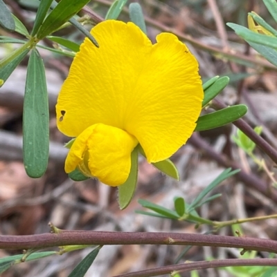 Gompholobium latifolium (Golden Glory Pea, Giant Wedge-pea) at Seal Rocks, NSW - 17 Dec 2023 by Tapirlord
