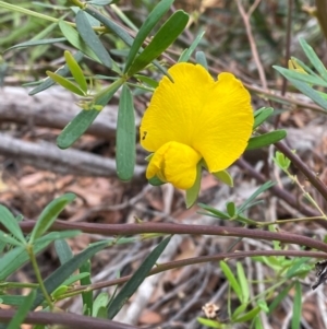 Gompholobium latifolium at Myall Lakes National Park - 17 Dec 2023 11:11 AM