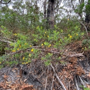 Gompholobium latifolium at Myall Lakes National Park - 17 Dec 2023 11:11 AM