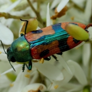 Castiarina scalaris at QPRC LGA - 20 Jan 2024