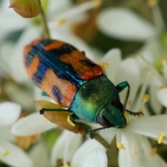 Castiarina scalaris at QPRC LGA - 20 Jan 2024