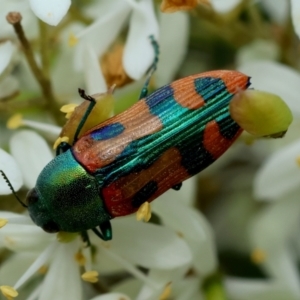 Castiarina scalaris at QPRC LGA - 20 Jan 2024