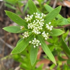 Platysace lanceolata (Shrubby Platysace) at Seal Rocks, NSW - 17 Dec 2023 by Tapirlord