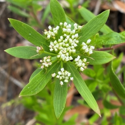 Platysace lanceolata (Shrubby Platysace) at Seal Rocks, NSW - 17 Dec 2023 by Tapirlord