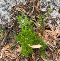 Platysace lanceolata at Myall Lakes National Park - 17 Dec 2023 11:10 AM