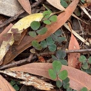 Pullenia gunnii at Seal Rocks, NSW - 17 Dec 2023