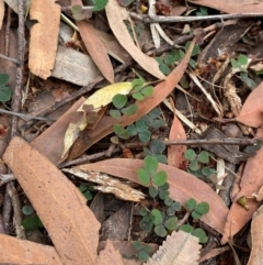 Pullenia gunnii at Seal Rocks, NSW - 17 Dec 2023 11:09 AM