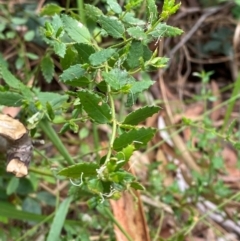 Gonocarpus teucrioides (Germander Raspwort) at Seal Rocks, NSW - 17 Dec 2023 by Tapirlord