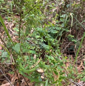 Gonocarpus teucrioides at Myall Lakes National Park - 17 Dec 2023 11:06 AM