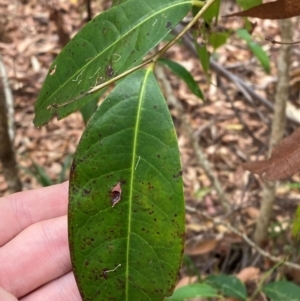 Glochidion ferdinandi at Myall Lakes National Park - 17 Dec 2023