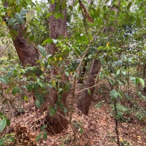 Glochidion ferdinandi at Myall Lakes National Park - 17 Dec 2023