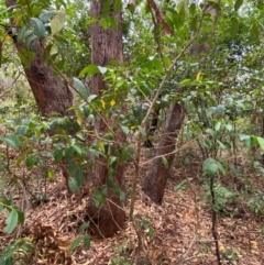 Glochidion ferdinandi at Myall Lakes National Park - 17 Dec 2023