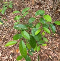 Glochidion ferdinandi at Myall Lakes National Park - 17 Dec 2023