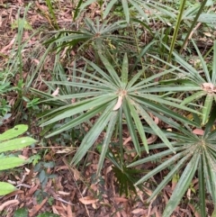 Livistona australis (Australian Cabbage Palm) at Seal Rocks, NSW - 17 Dec 2023 by Tapirlord