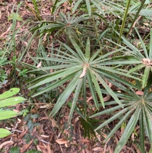 Livistona australis at Myall Lakes National Park - suppressed