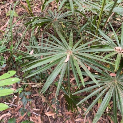 Livistona australis (Australian Cabbage Palm) at Seal Rocks, NSW - 17 Dec 2023 by Tapirlord