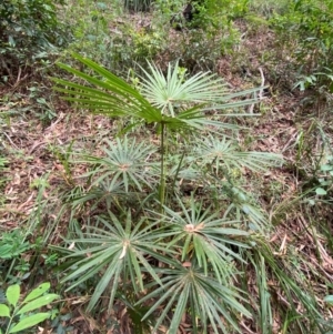 Livistona australis at Myall Lakes National Park - 17 Dec 2023