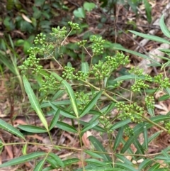 Polyscias sambucifolia (Elderberry Panax) at Seal Rocks, NSW - 17 Dec 2023 by Tapirlord