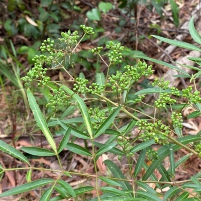 Polyscias sambucifolia (Elderberry Panax) at Seal Rocks, NSW - 17 Dec 2023 by Tapirlord