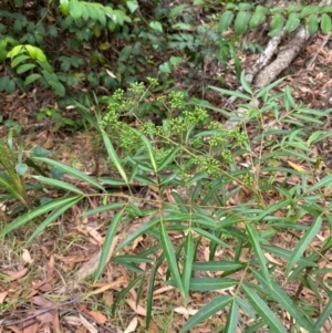 Polyscias sambucifolia at Myall Lakes National Park - 17 Dec 2023