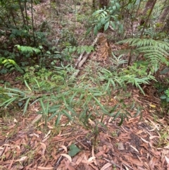 Polyscias sambucifolia at Myall Lakes National Park - 17 Dec 2023