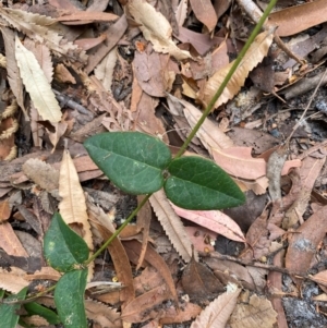 Platylobium formosum at Myall Lakes National Park - 17 Dec 2023 11:04 AM