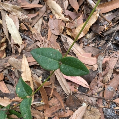 Platylobium formosum (Handsome Flat Pea) at Seal Rocks, NSW - 17 Dec 2023 by Tapirlord