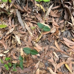 Platylobium formosum at Myall Lakes National Park - 17 Dec 2023 11:04 AM