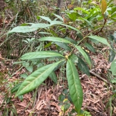 Synoum glandulosum (Scentless Rosewood) at Seal Rocks, NSW - 17 Dec 2023 by Tapirlord