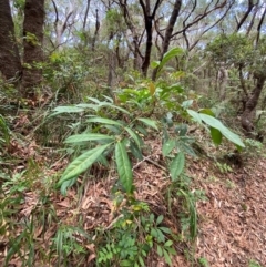 Synoum glandulosum at Myall Lakes National Park - 17 Dec 2023