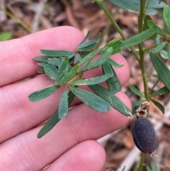 Gompholobium latifolium (Golden Glory Pea, Giant Wedge-pea) at Seal Rocks, NSW - 17 Dec 2023 by Tapirlord