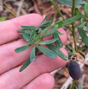 Gompholobium latifolium at Myall Lakes National Park - 17 Dec 2023 11:03 AM