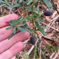 Gompholobium latifolium at Myall Lakes National Park - 17 Dec 2023 11:03 AM