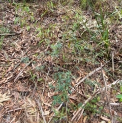 Gompholobium latifolium at Myall Lakes National Park - 17 Dec 2023 11:03 AM