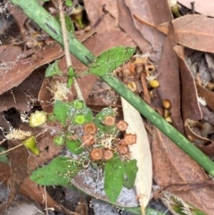 Pomax umbellata (A Pomax) at Seal Rocks, NSW - 17 Dec 2023 by Tapirlord