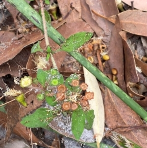 Pomax umbellata at Myall Lakes National Park - 17 Dec 2023 11:03 AM