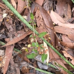 Pomax umbellata at Myall Lakes National Park - 17 Dec 2023 11:03 AM