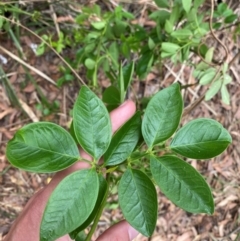 Pandorea pandorana (Wonga Wonga Vine) at Seal Rocks, NSW - 17 Dec 2023 by Tapirlord