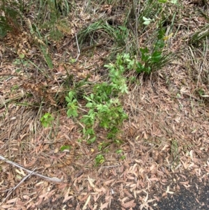 Pandorea pandorana at Myall Lakes National Park - 17 Dec 2023 11:03 AM