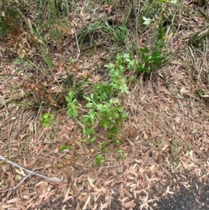 Pandorea pandorana at Myall Lakes National Park - 17 Dec 2023