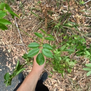 Pandorea pandorana at Myall Lakes National Park - 17 Dec 2023